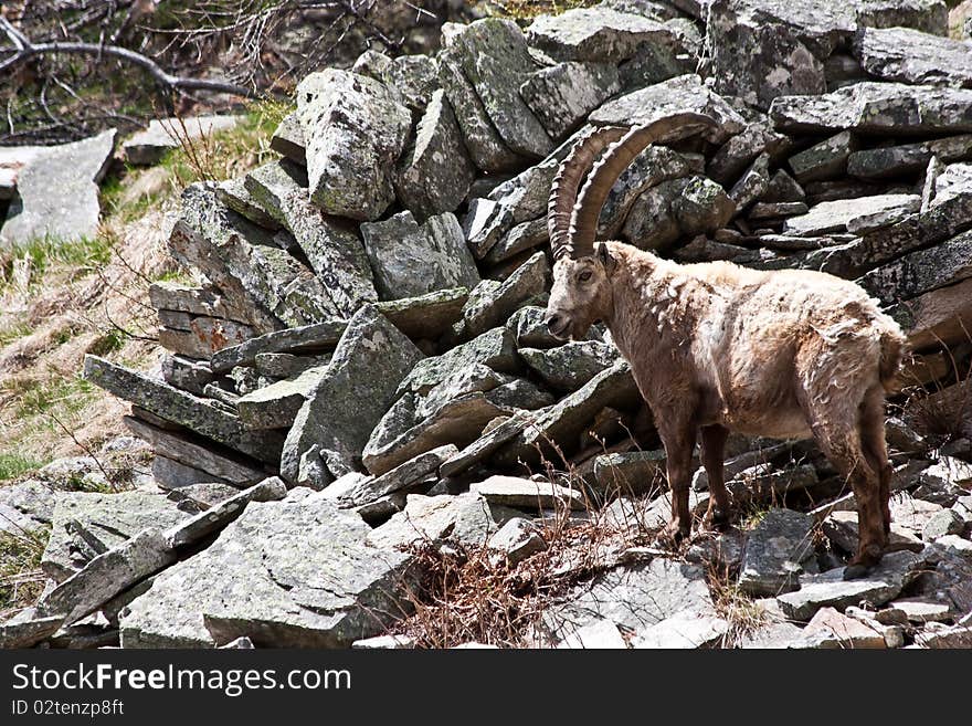 Capra Ibex - Italian Alps