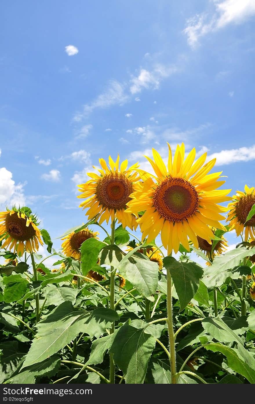 Yellow sunflower