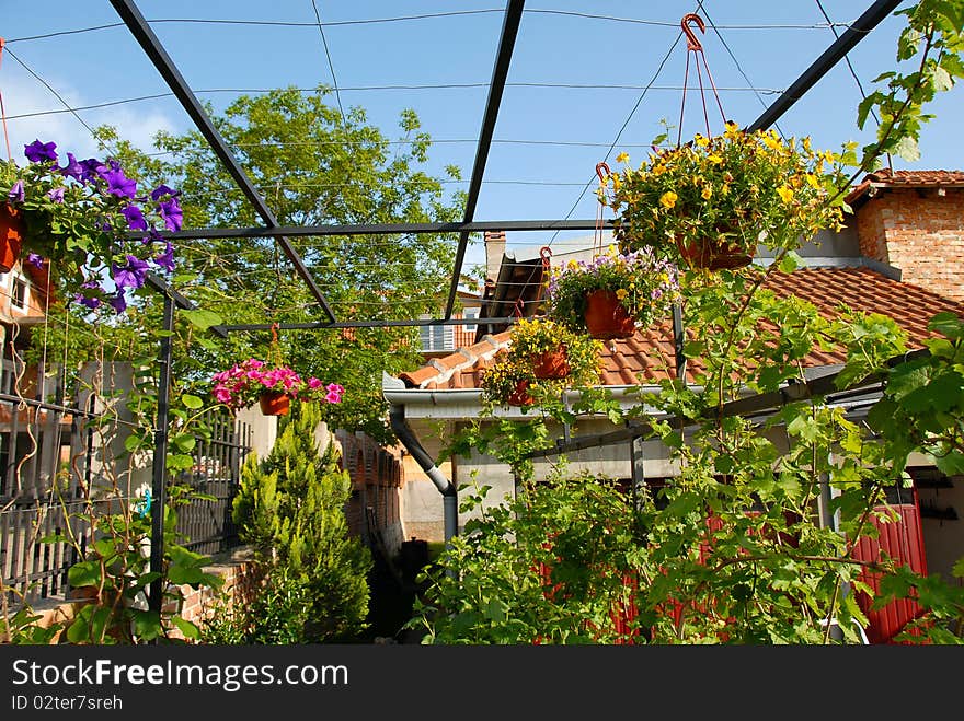 Various garden flowers blooming in flowerpots outdoor