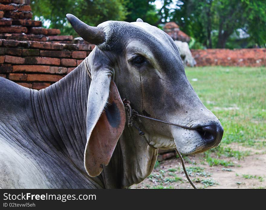 Sad Cow Natives Countryside in Ayutthaya of Thailand. Sad Cow Natives Countryside in Ayutthaya of Thailand