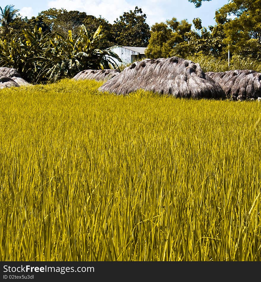 Grass Hut in a green Rice Field. Grass Hut in a green Rice Field