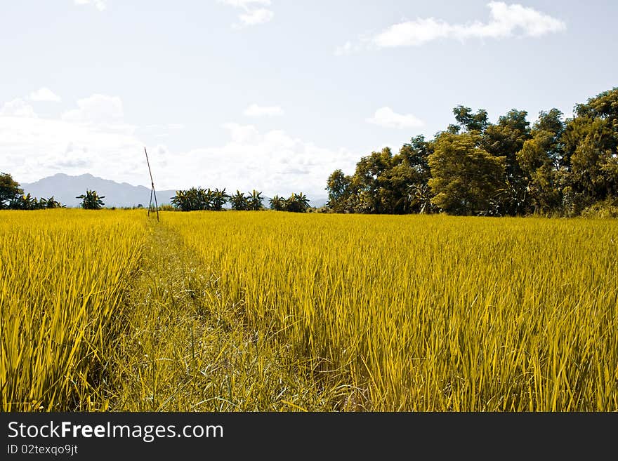 Shiny rice farm in ruralside,clear nature