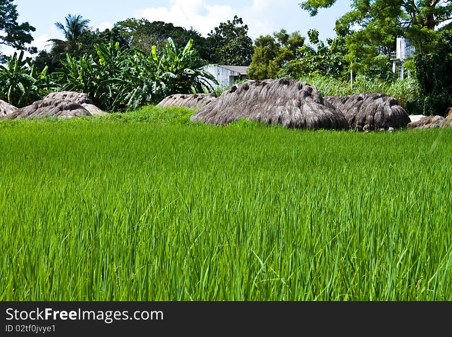 Grass Hut in a green Rice Field. Grass Hut in a green Rice Field