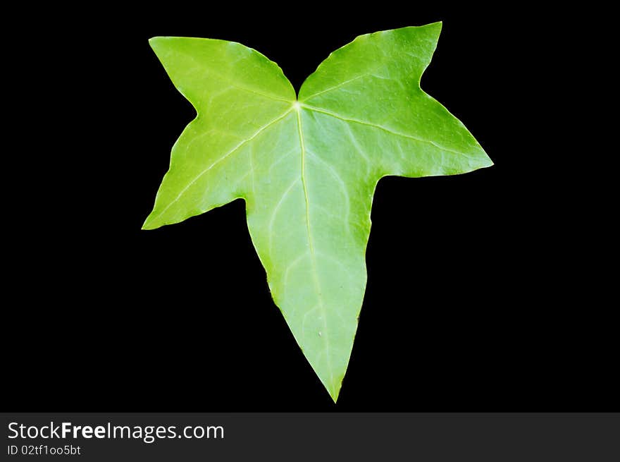 Green leave on a black background. Green leave on a black background