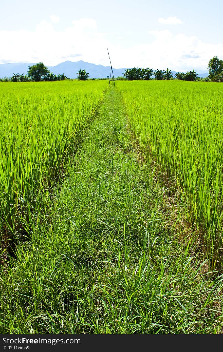 Green rice farm in ruralside,clear nature