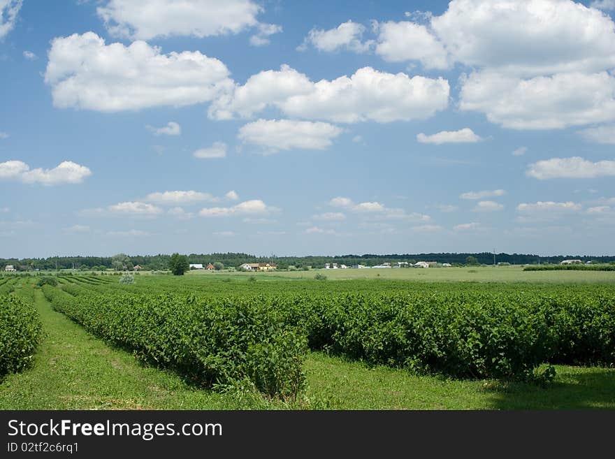 The landscape from green and sky