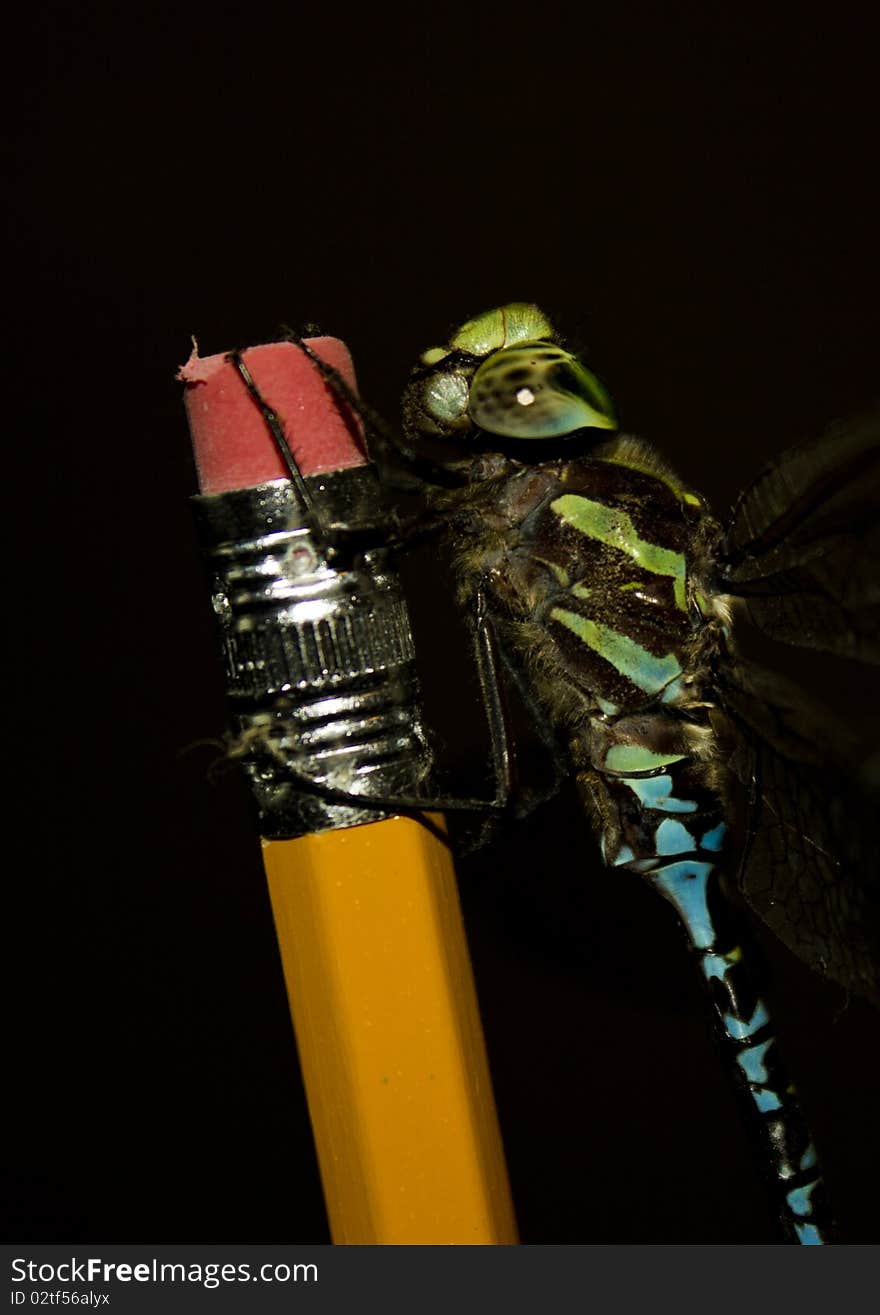 Dragonfly on a number 2 pencil