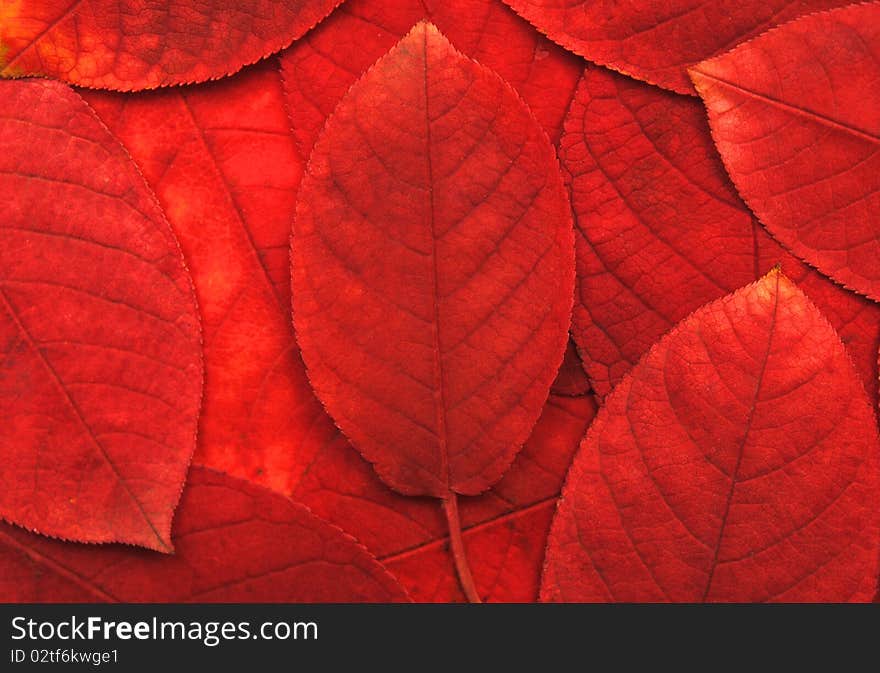 Close up view of red leaves. background