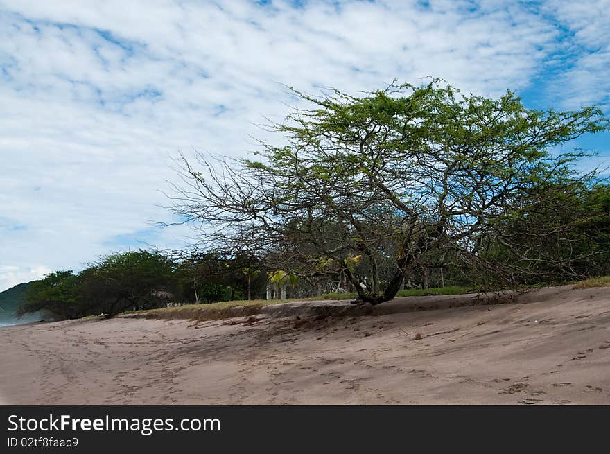 The picture of the Lonely tree on the beach of the pacific ocean