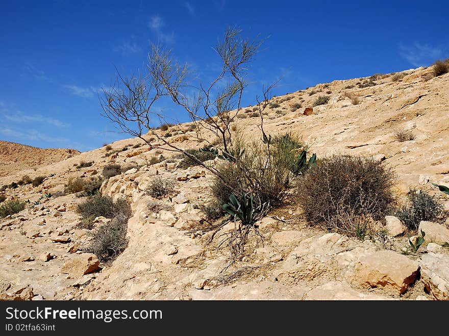 Vegetation in desert. Fragment of Desert Negev, Israel. Vegetation in desert. Fragment of Desert Negev, Israel.