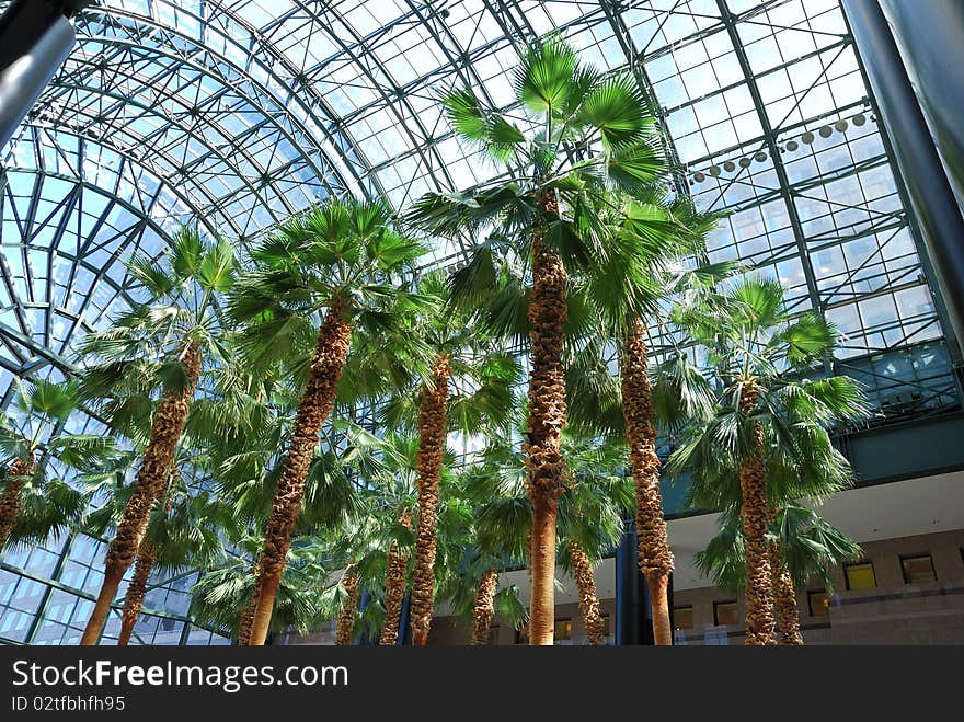 Palm trees inside a glass building. Palm trees inside a glass building