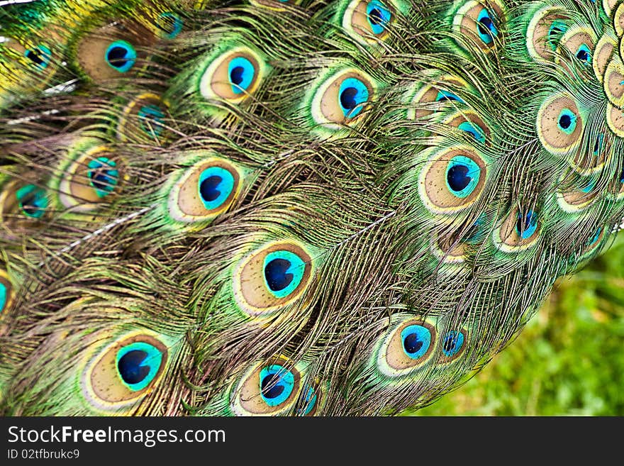 The tail of peacock, lots of colors