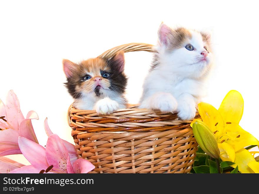 Little kittens in a basket and flowers isolated on a white background