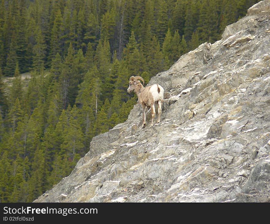 Bighorn sheep hanging on a cliff near the forest