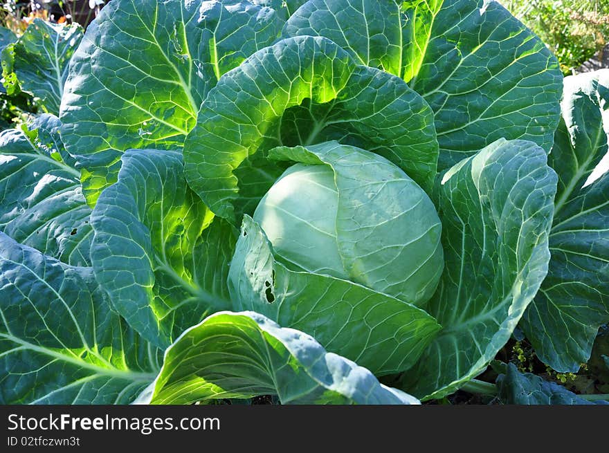 Head of cabbage on a bed. A close up. Head of cabbage on a bed. A close up