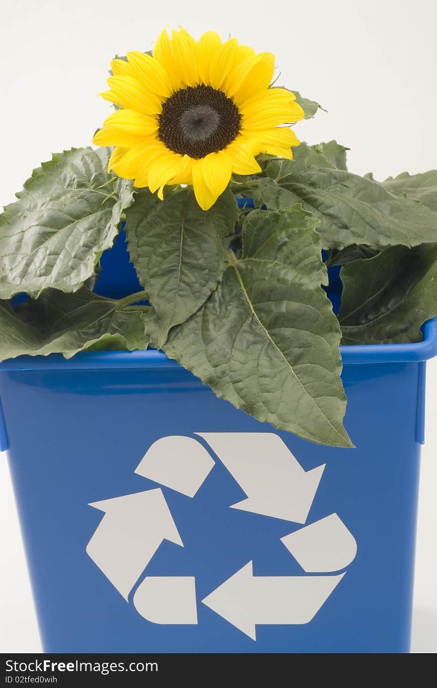 Sunflower growing in a blue recycling bin. White background. Sunflower growing in a blue recycling bin. White background.