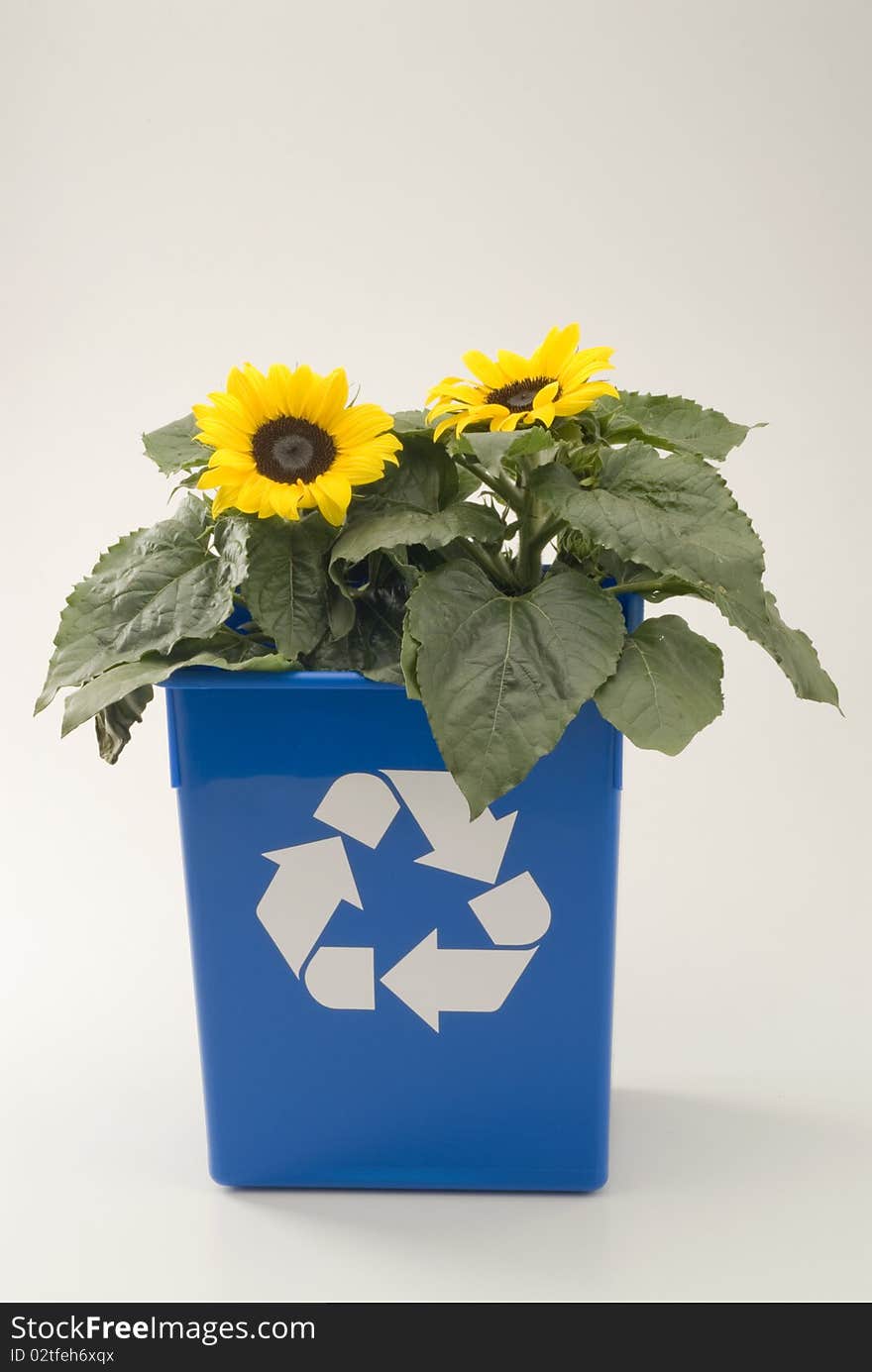 Sunflowers growing in a blue recycling bin. White background. Sunflowers growing in a blue recycling bin. White background.