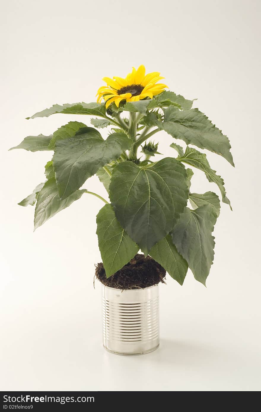 Sunflower growing in an aluminum recycled can. White background. Sunflower growing in an aluminum recycled can. White background.