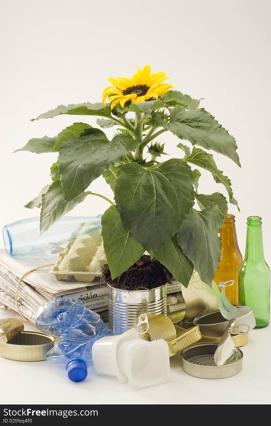 Sunflower growing in an aluminum recycled can. White background. Sunflower growing in an aluminum recycled can. White background.