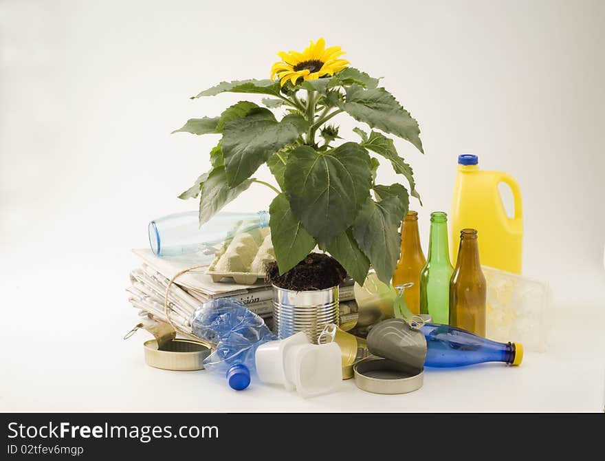 Sunflower growing in an aluminum recycled can. White background. Sunflower growing in an aluminum recycled can. White background.