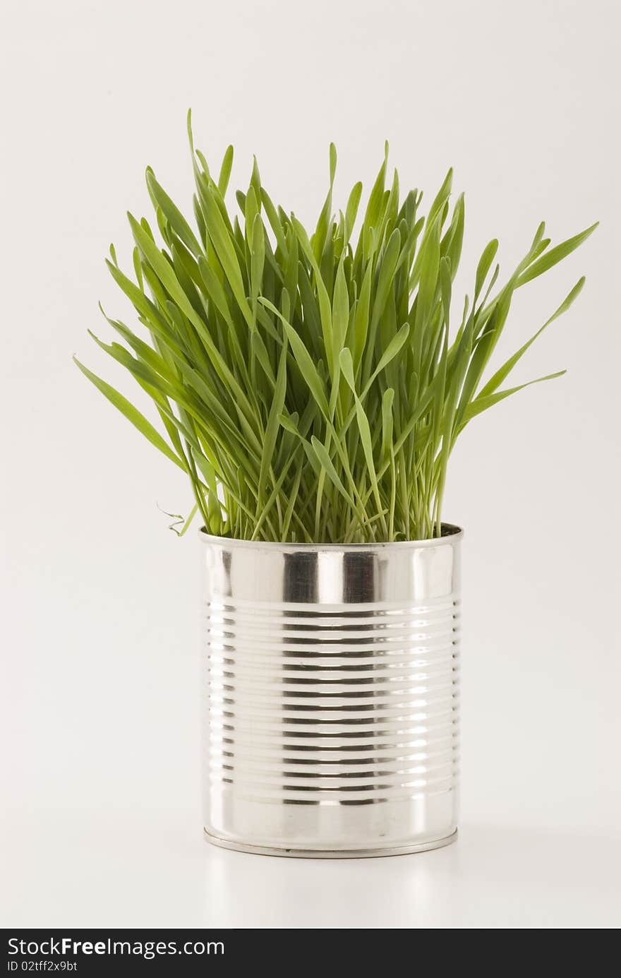 Grass growing in an aluminum recycled can. White background. Grass growing in an aluminum recycled can. White background.