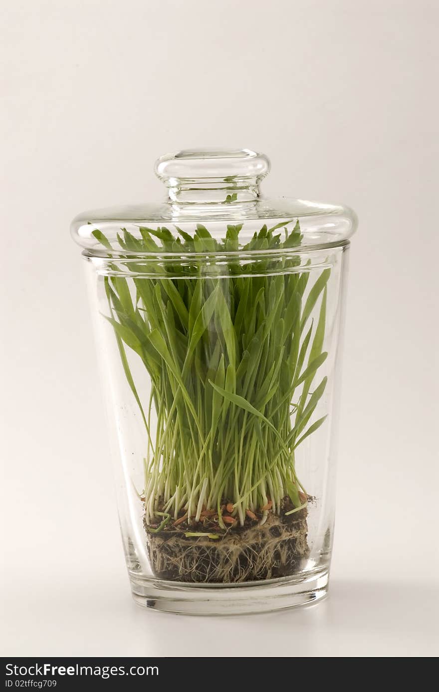 Grass growing in glass jar. White background. Grass growing in glass jar. White background.