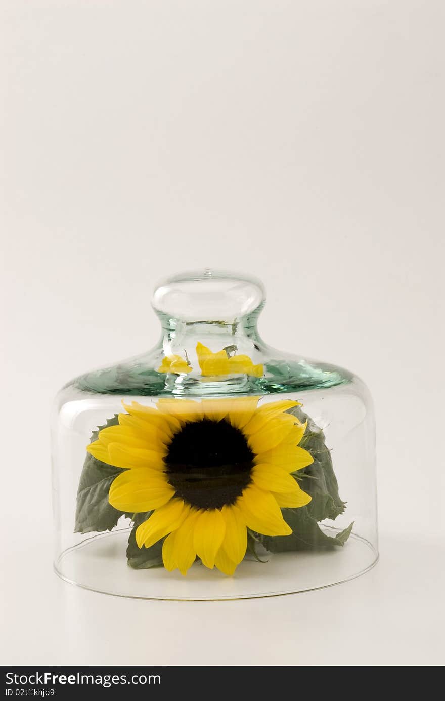 Sunflower growing in a glass bell jar. White background. Sunflower growing in a glass bell jar. White background.