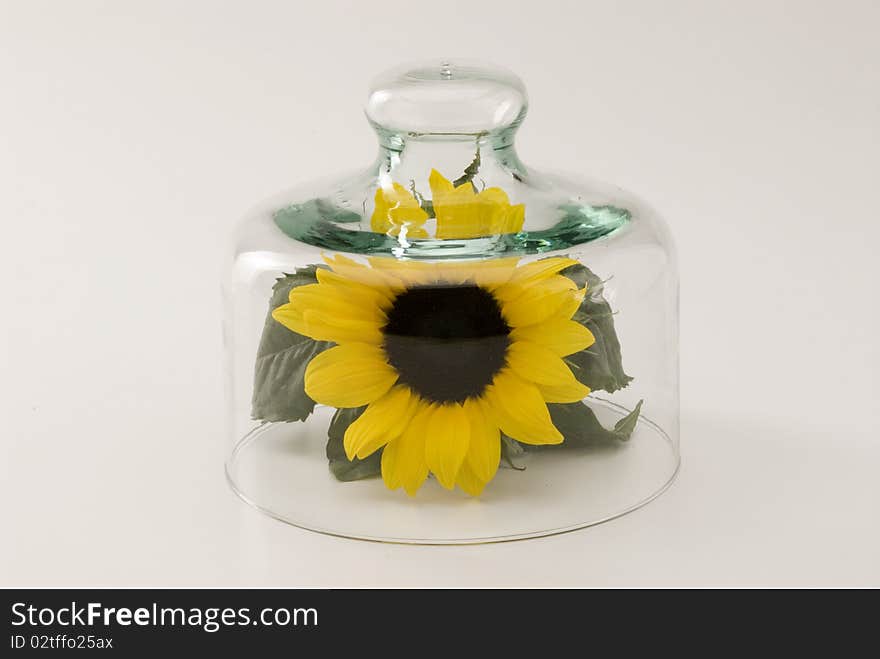 Sunflower growing in a glass bell jar. White background. Sunflower growing in a glass bell jar. White background.