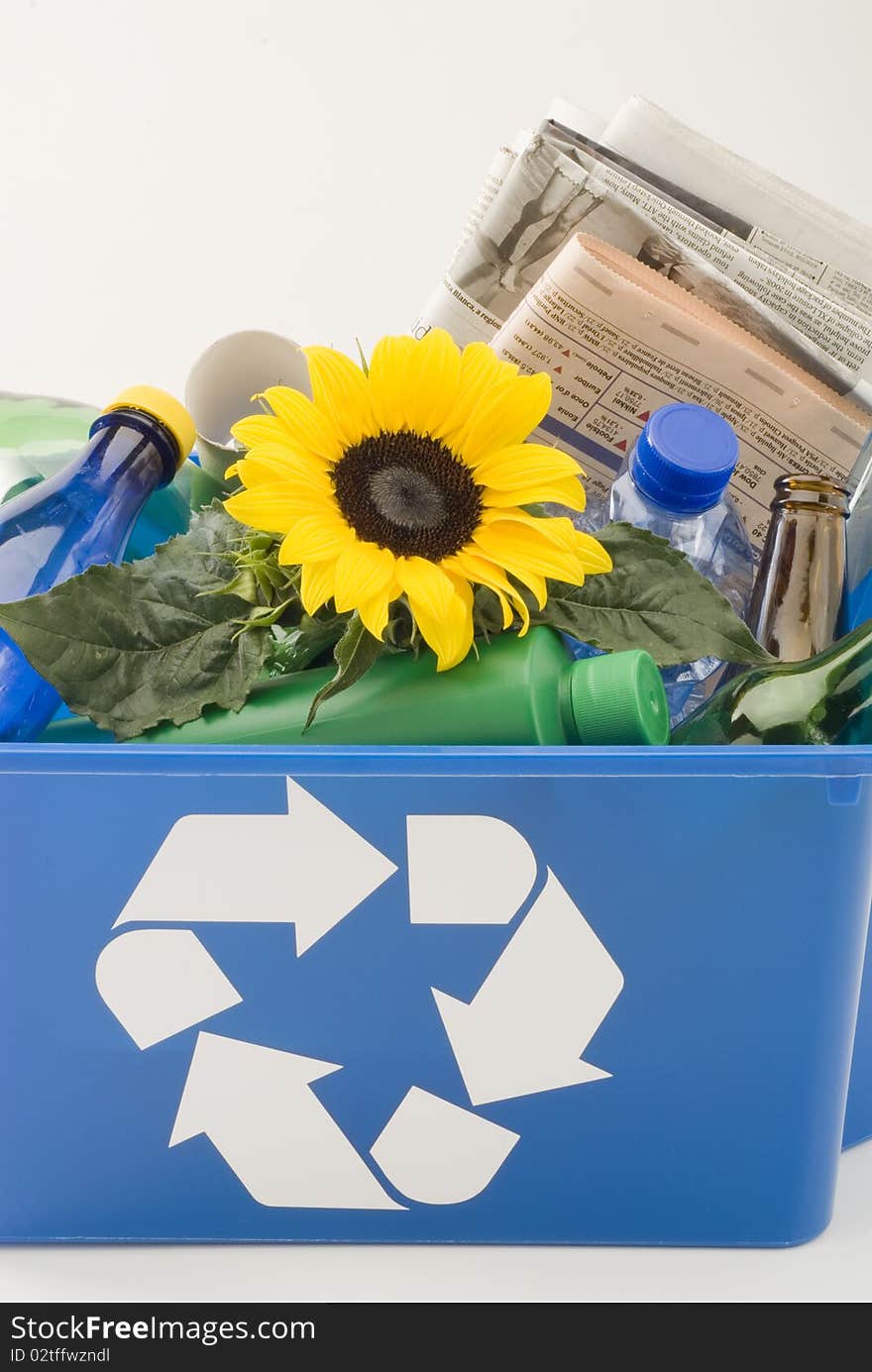 Sunflower growing in a blue recycling bin. White background. Sunflower growing in a blue recycling bin. White background.