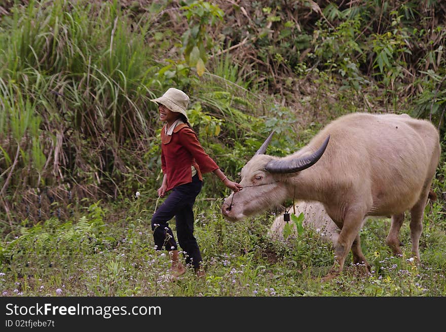 Little girl Thay and his buffalo