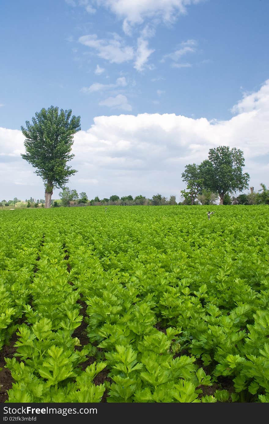 Planting vegetables under blue sky