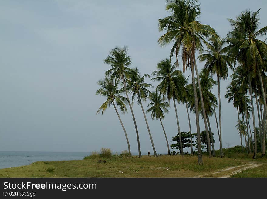 Palm on beach in Thailand