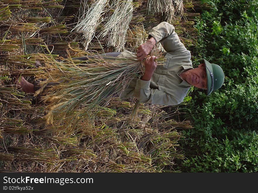 The man assembles into small bundles of the corn and rice will be transported to the threshing machine that is down the road. The machine can not enter the paddy field because the soil is too soft. The man assembles into small bundles of the corn and rice will be transported to the threshing machine that is down the road. The machine can not enter the paddy field because the soil is too soft.