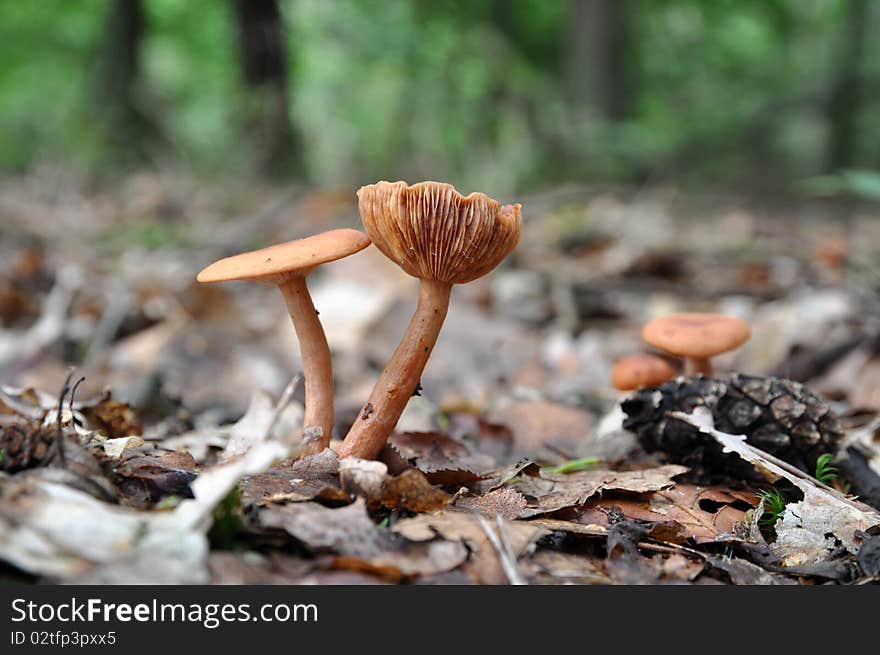 Brown Mushroom Pair With Visible Gills