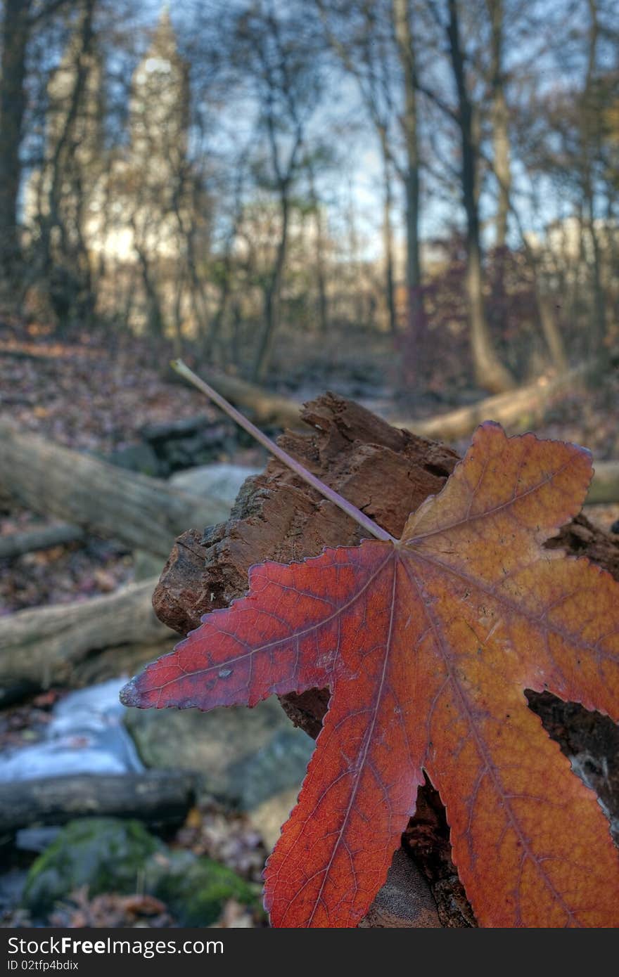 Close up of autumn leaves in Central Park in the fall