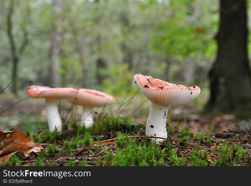 Redish mushrooms in the forest