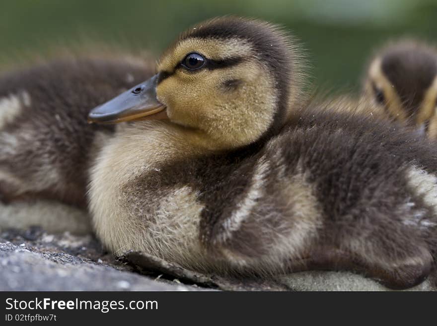 Baby Mallard ducks