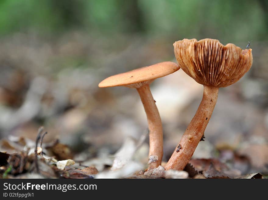 Pair Of Brown Mushrooms