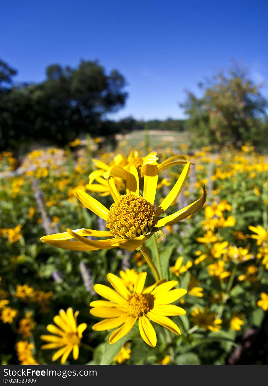 Field of yellow daisies