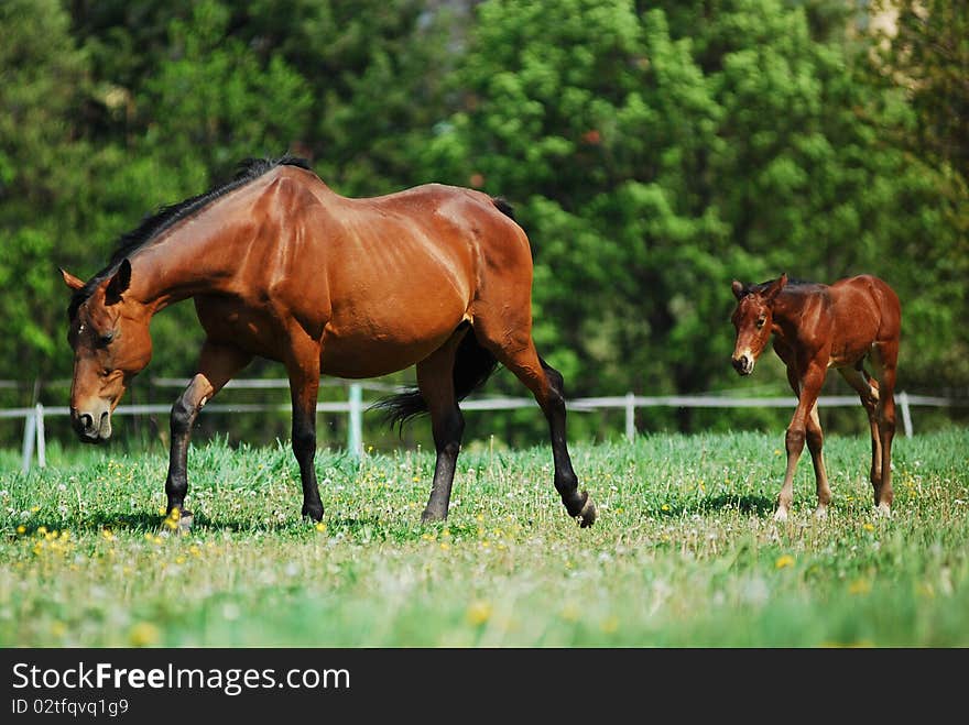 Mare and foal in the meadow.