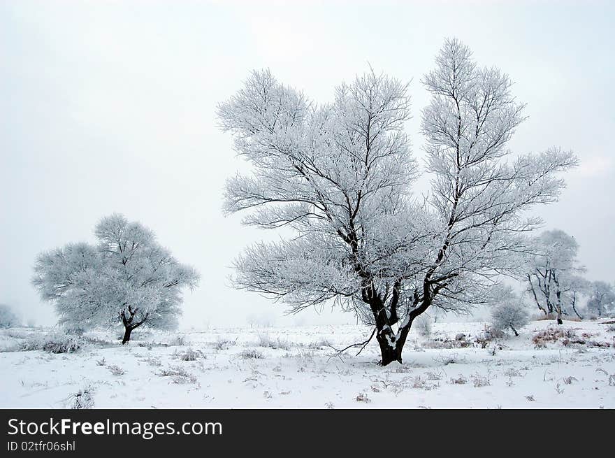 The field in winter