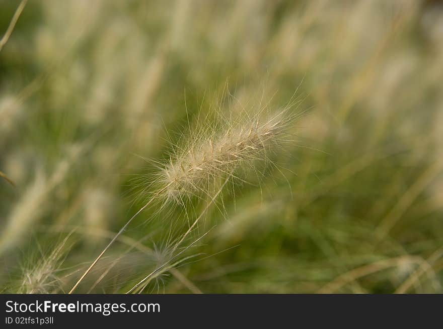 Light brown spikelet of meadow grass