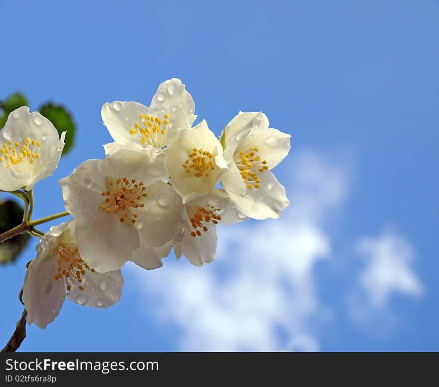 Fresh jasmine with drops of rain