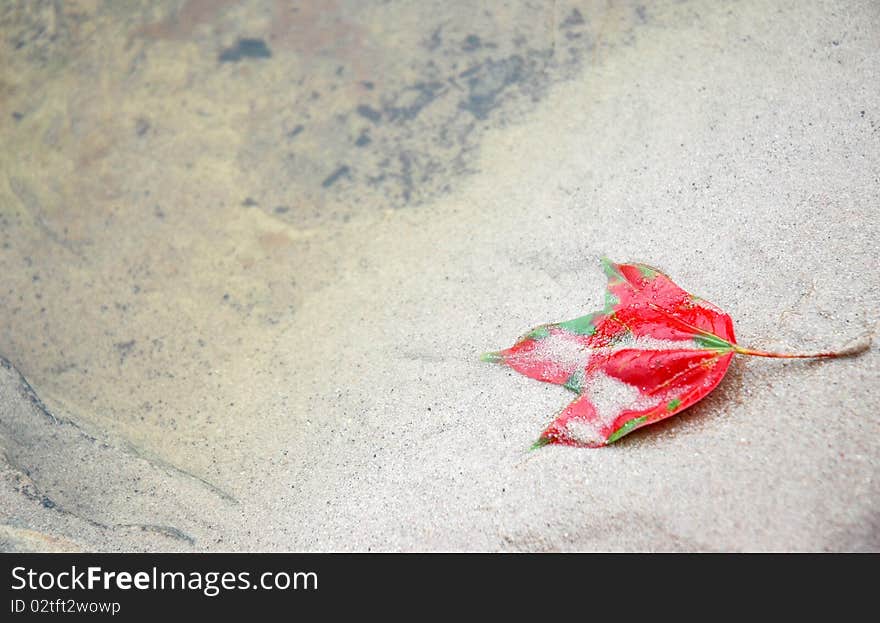 Maple leaf  on sand at Phukraduang in Thailand