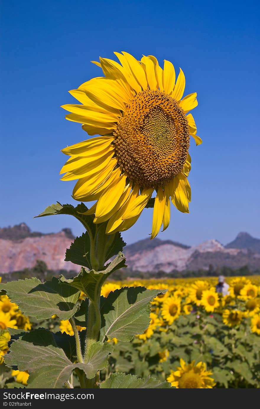 Sunflower