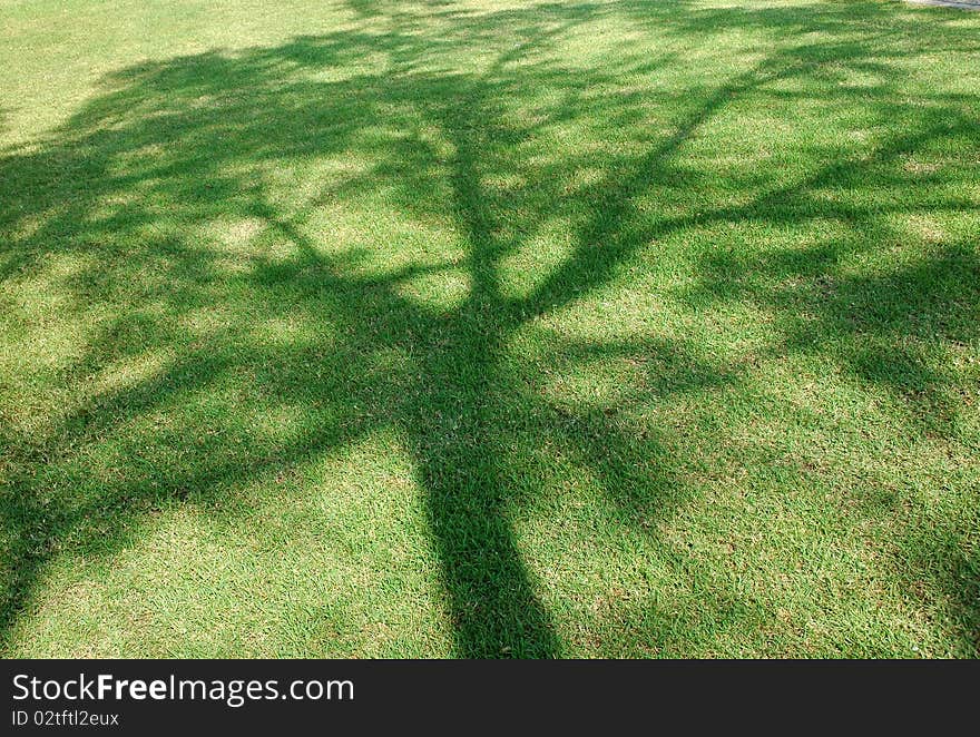 Big shade tree