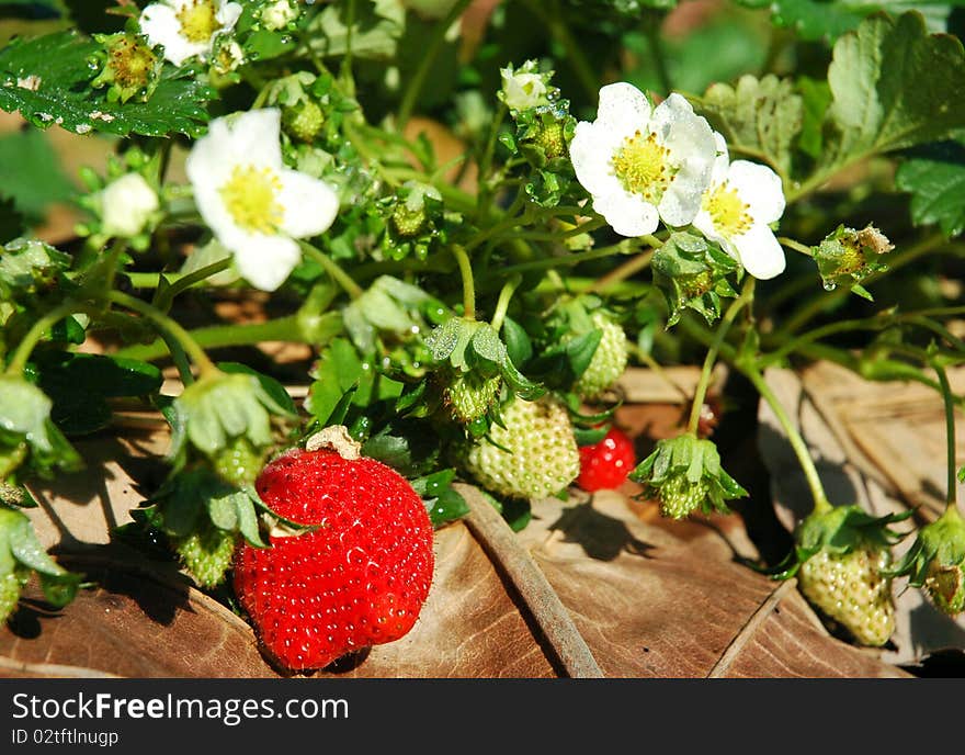 Wild strawberry berry growing in natural environment