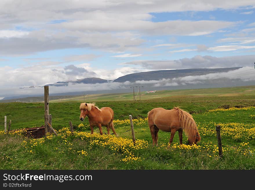 Icelandic Horse