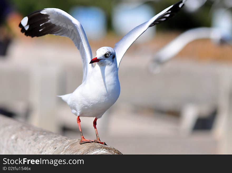 Seagull at Bang pu - Thailand