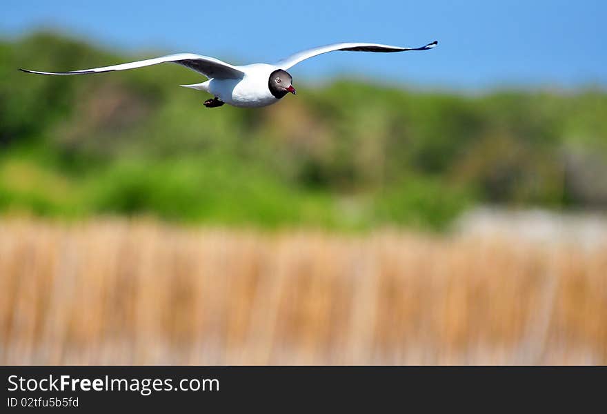 Free flying seagull at Bang pu - Thailand